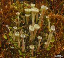 Image of cup lichen