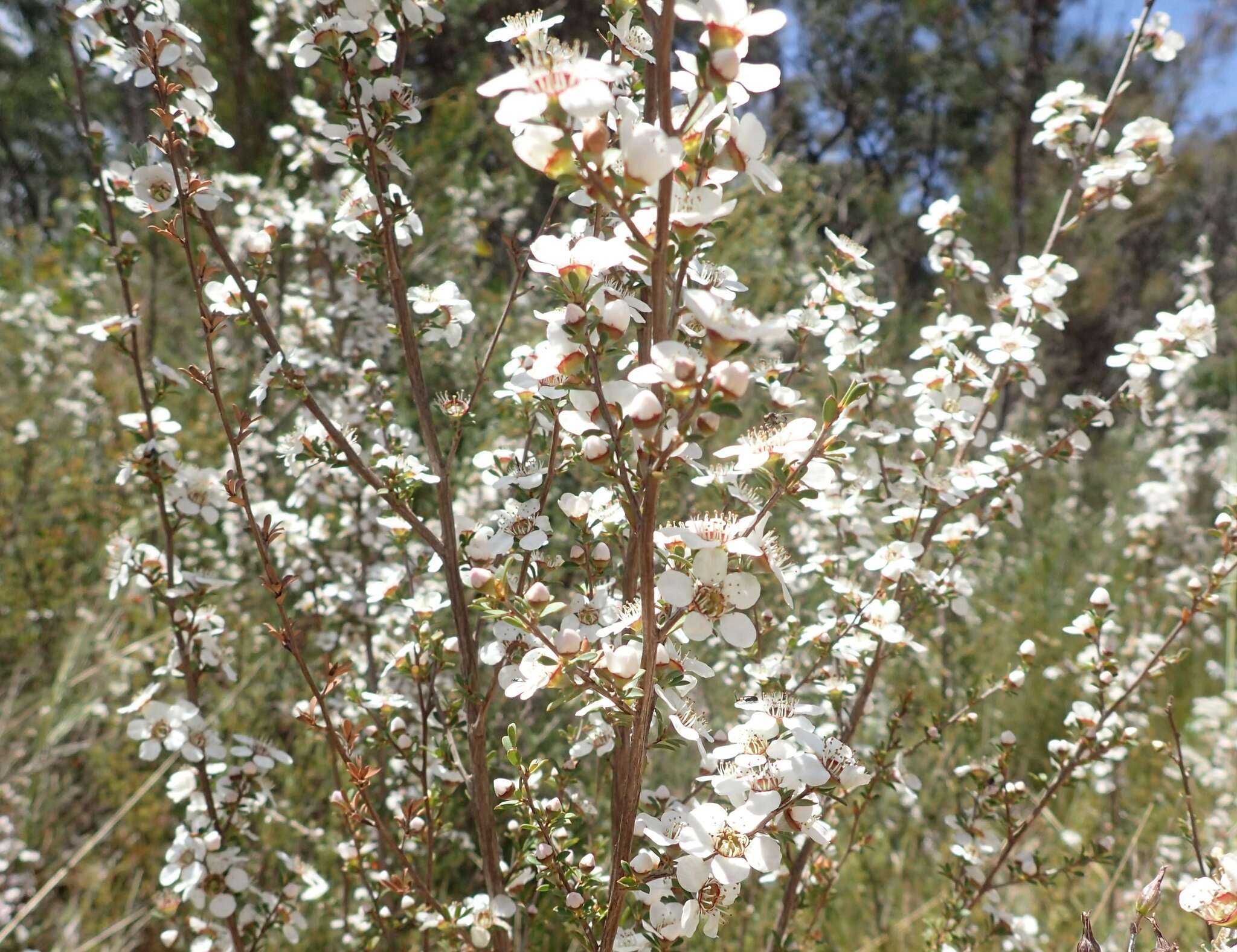 Sivun Leptospermum myrsinoides Schltdl. kuva