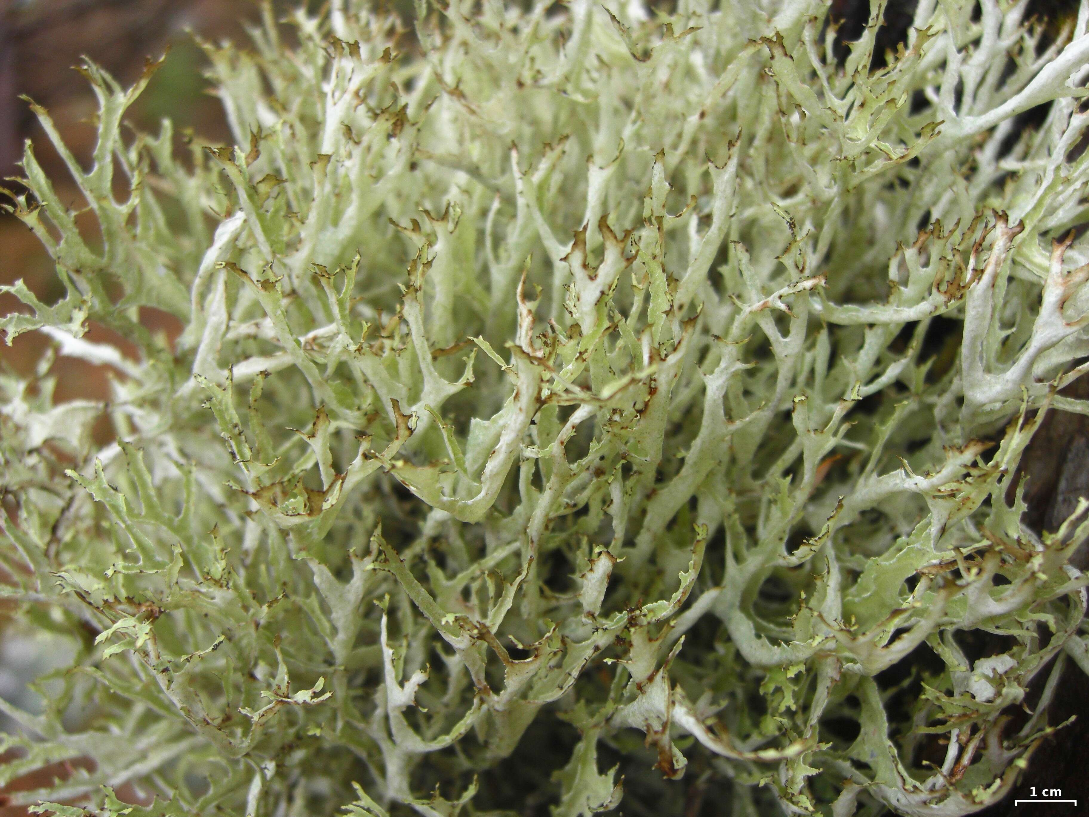 Image of ragged lichen