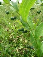 Image de Polygonatum biflorum (Walter) Elliott