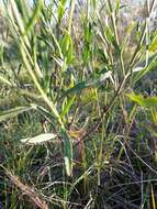 Image of Baccharis spicata (Lam.) Baill.