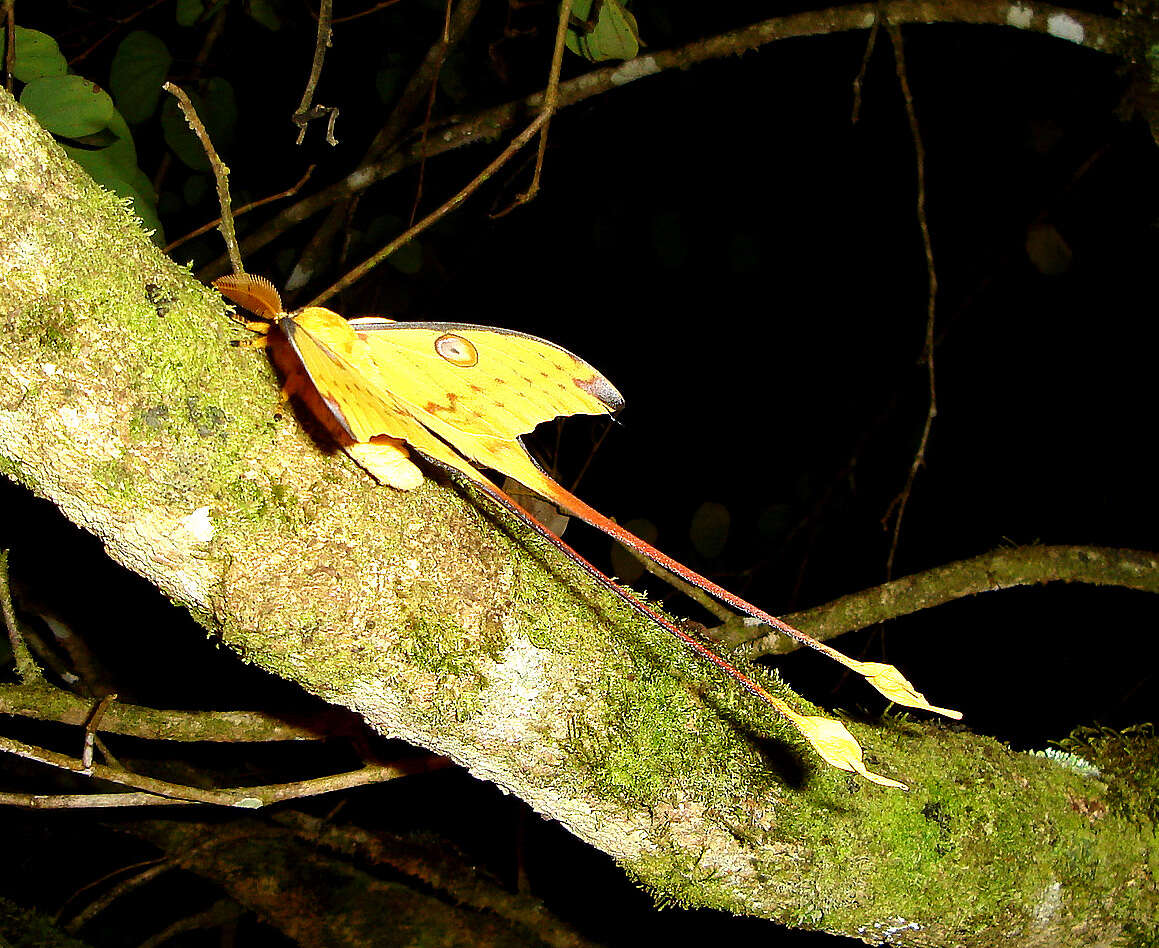 Image of comet moth