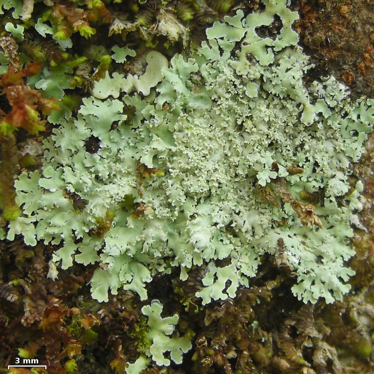 Image of rosette lichen