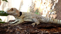 Image of Collared iguana