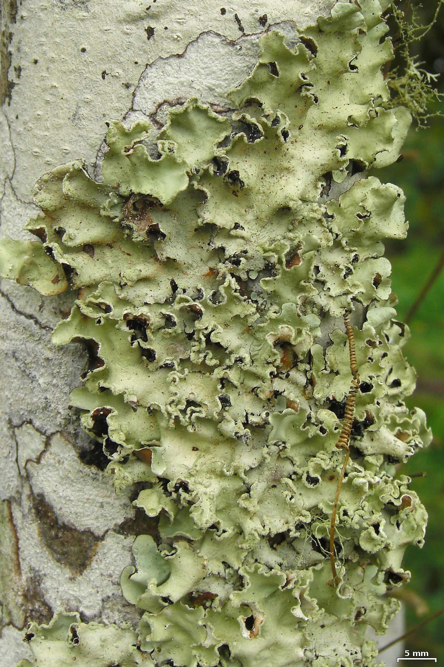 Image of Ruffle lichens