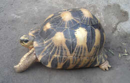 Image of Radiated Tortoise