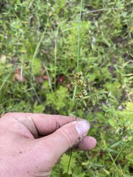 Sivun Cyperus reflexus Vahl kuva