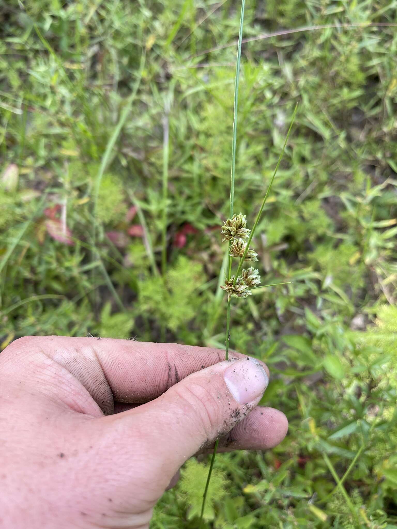 Image of Bent-Awn Flat Sedge