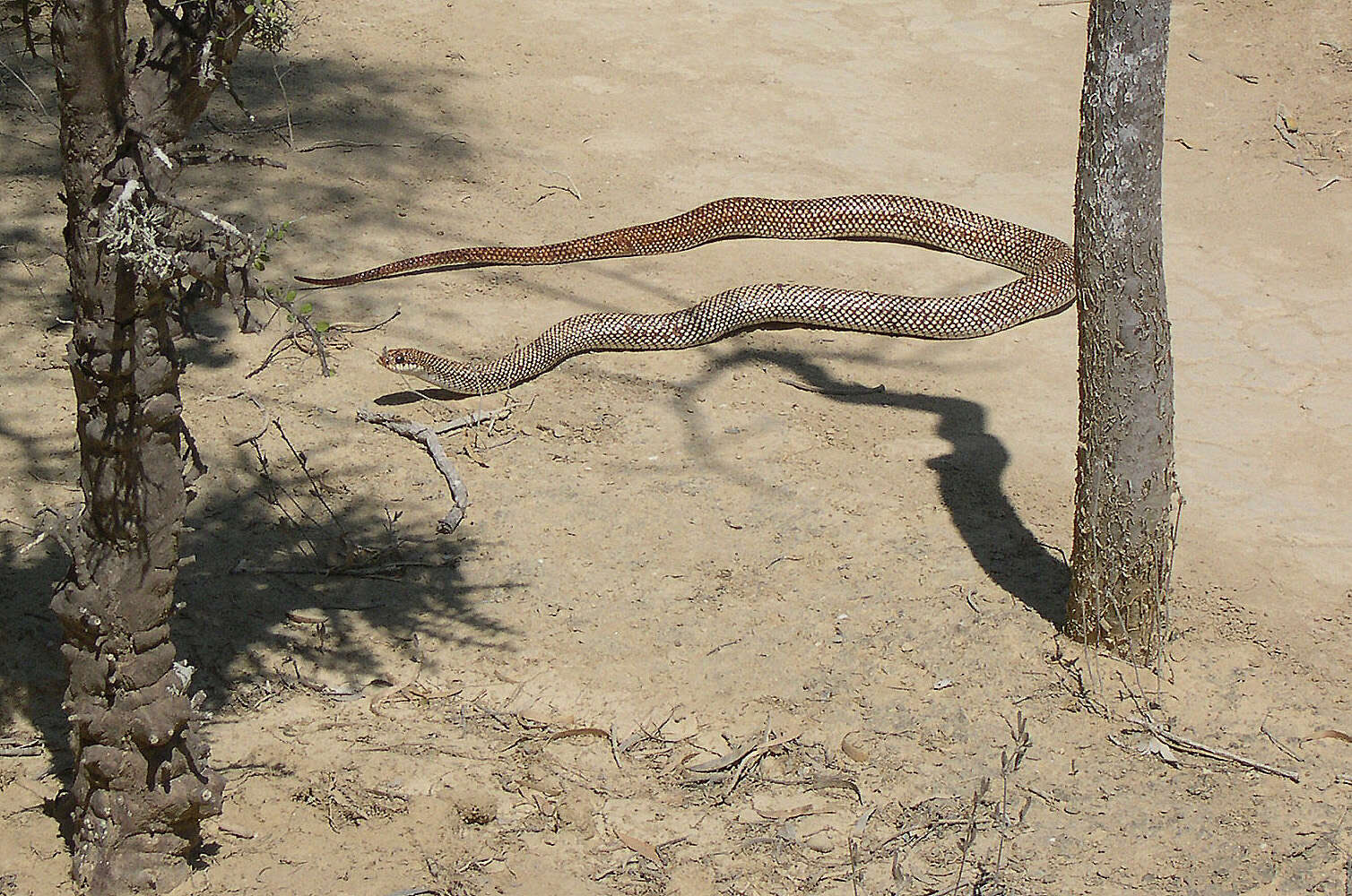 Image of Blonde Hognose Snake