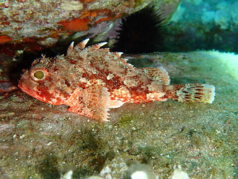 Image of Red Scorpionfish