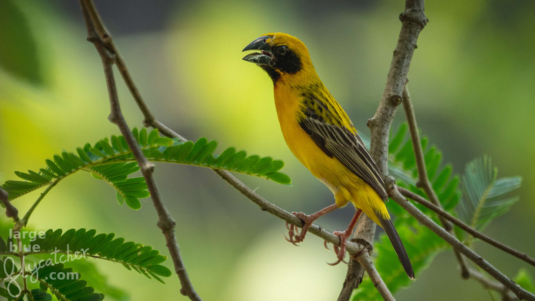 Image of Asian Golden Weaver