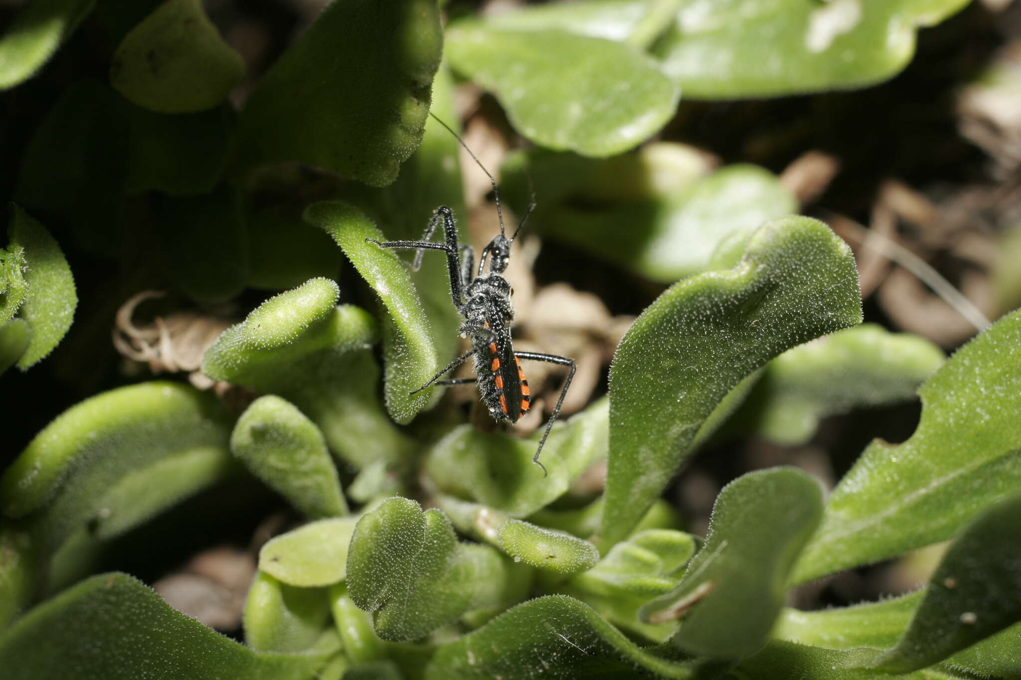 Plancia ëd Rhynocoris tristis (Stål 1855)