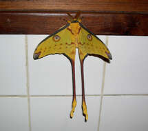 Image of comet moth