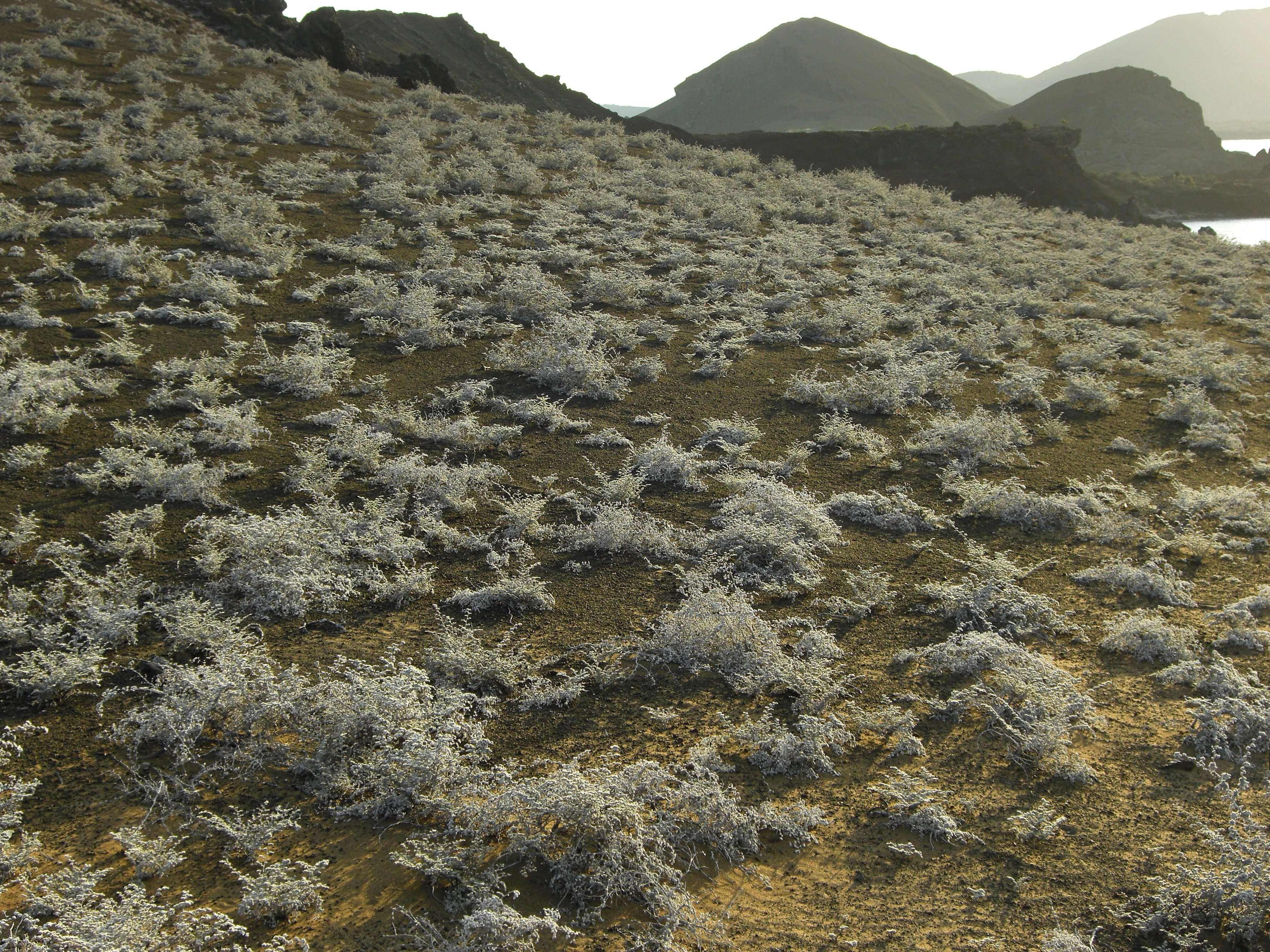 Image of Gray matplant