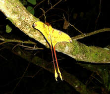 Image of comet moth