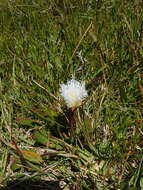 Image of Skiatophytum skiatophytoides (Leistn.) Klak