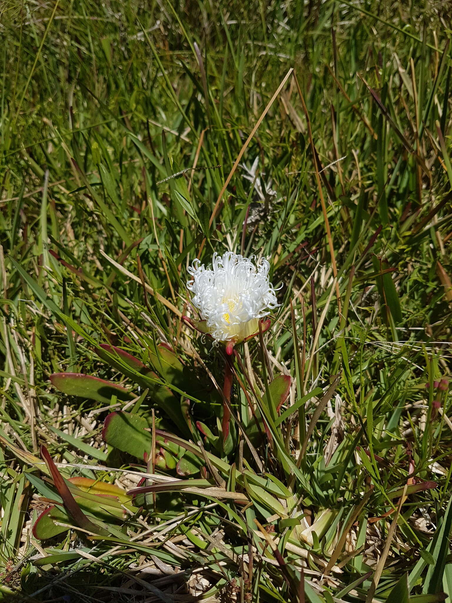 Image of Skiatophytum skiatophytoides (Leistn.) Klak