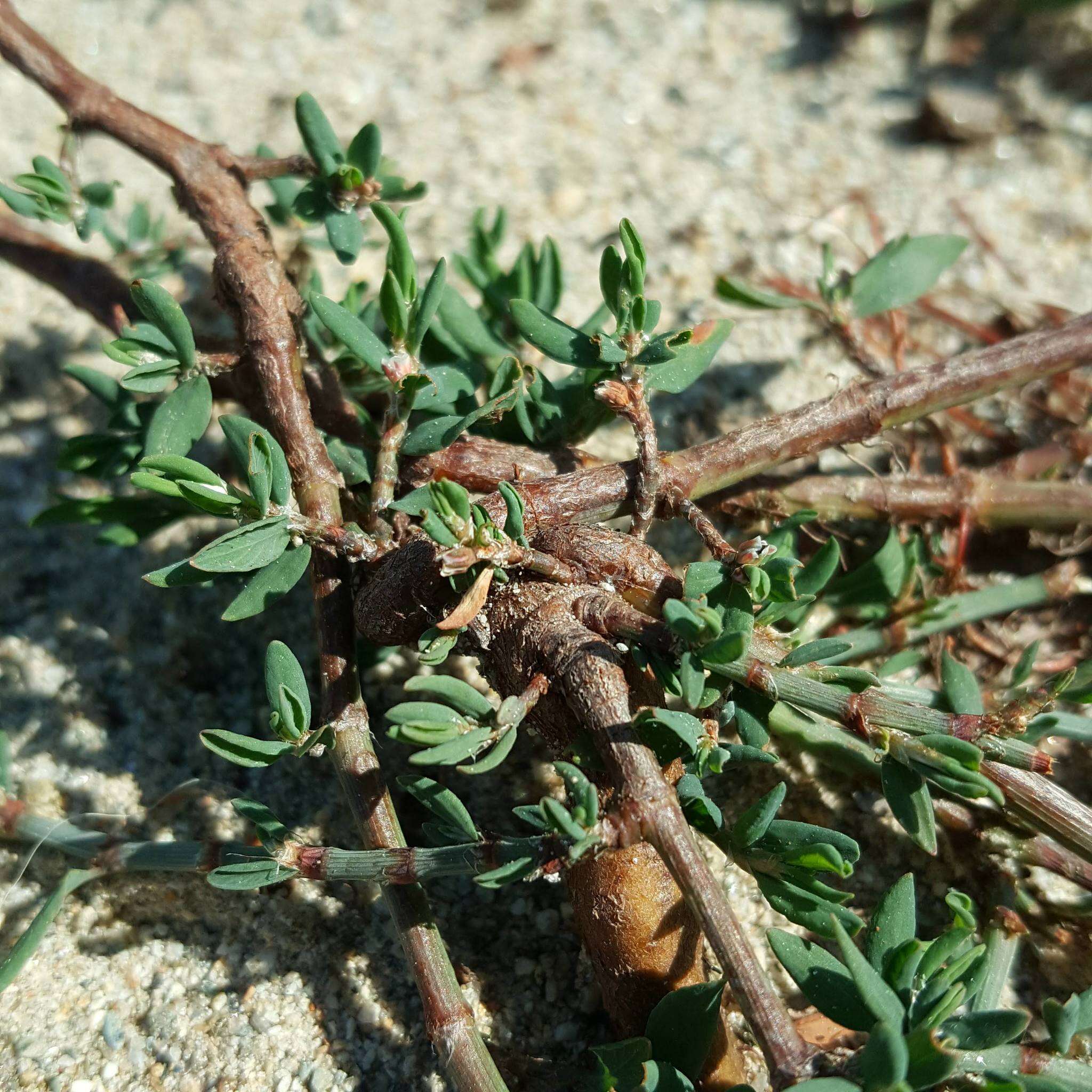 Image of Polygonum aviculare subsp. rurivagum (Boreau) Berher