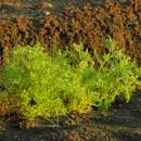 Solanum cheesmaniae (Riley) F. R. Fosberg resmi