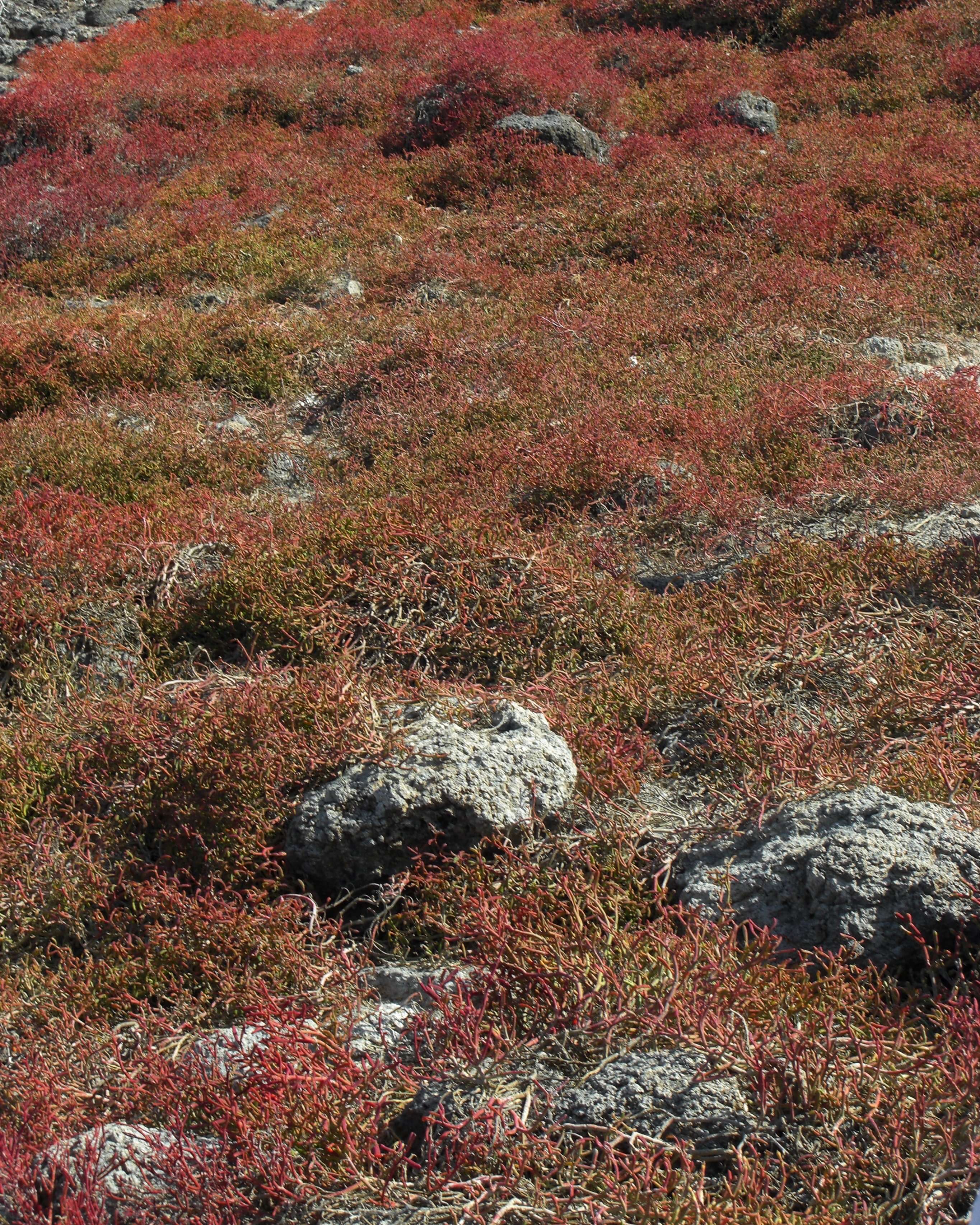 Image of Galapagos carpetweed