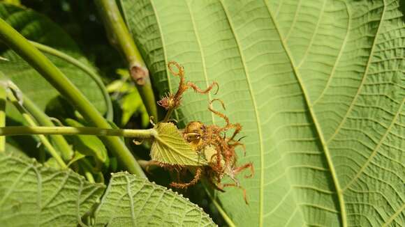 Imagem de Macaranga carolinensis Volkens