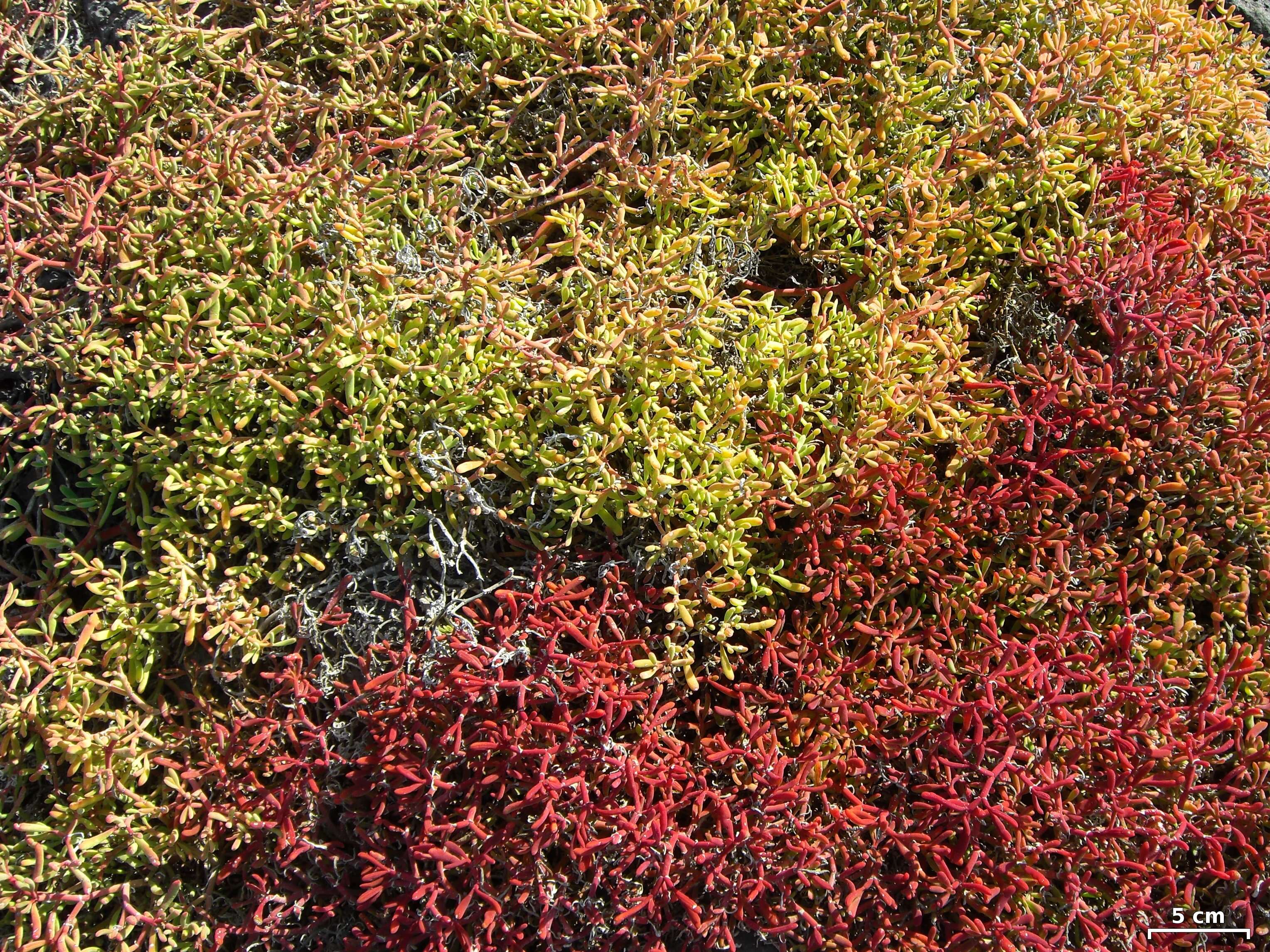 Image of Galapagos carpetweed