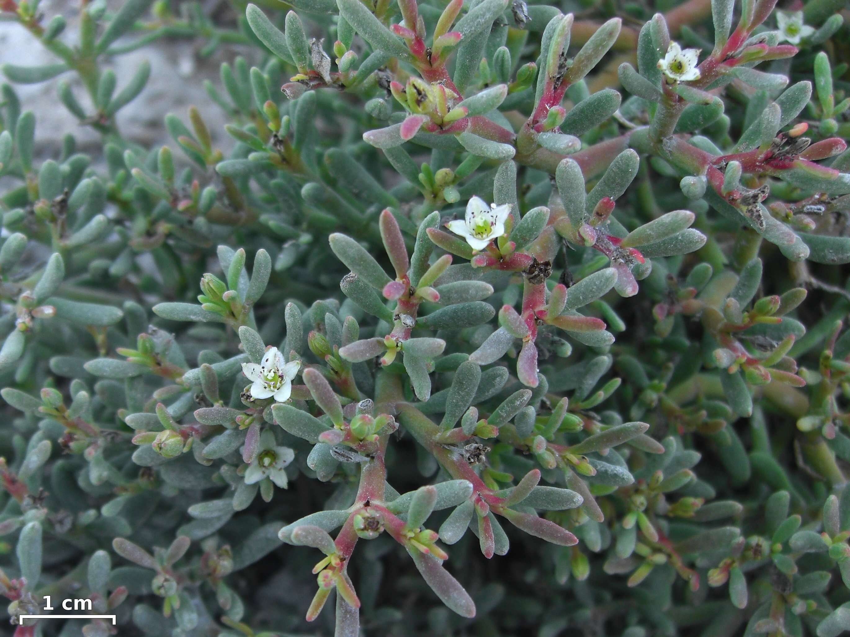 Image of Galapagos carpetweed