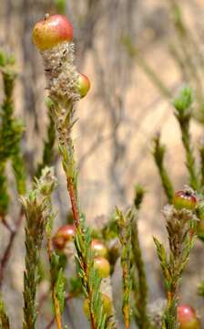 Image of Phylica cylindrica Wendl.