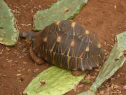 Image of Radiated Tortoise