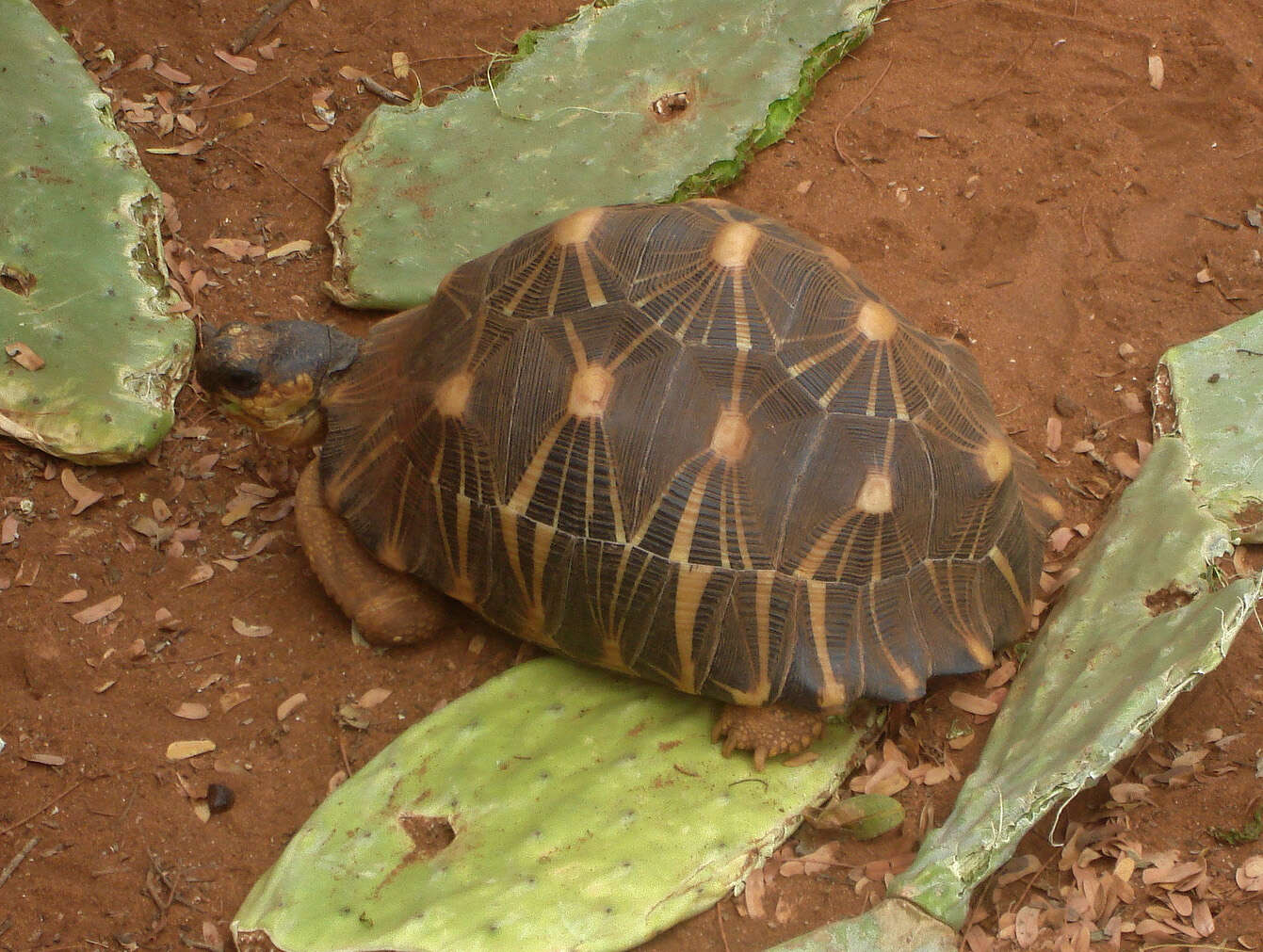 Image of Radiated Tortoise