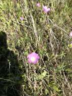 Image of annual checkerbloom