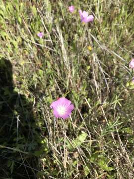 Image of annual checkerbloom