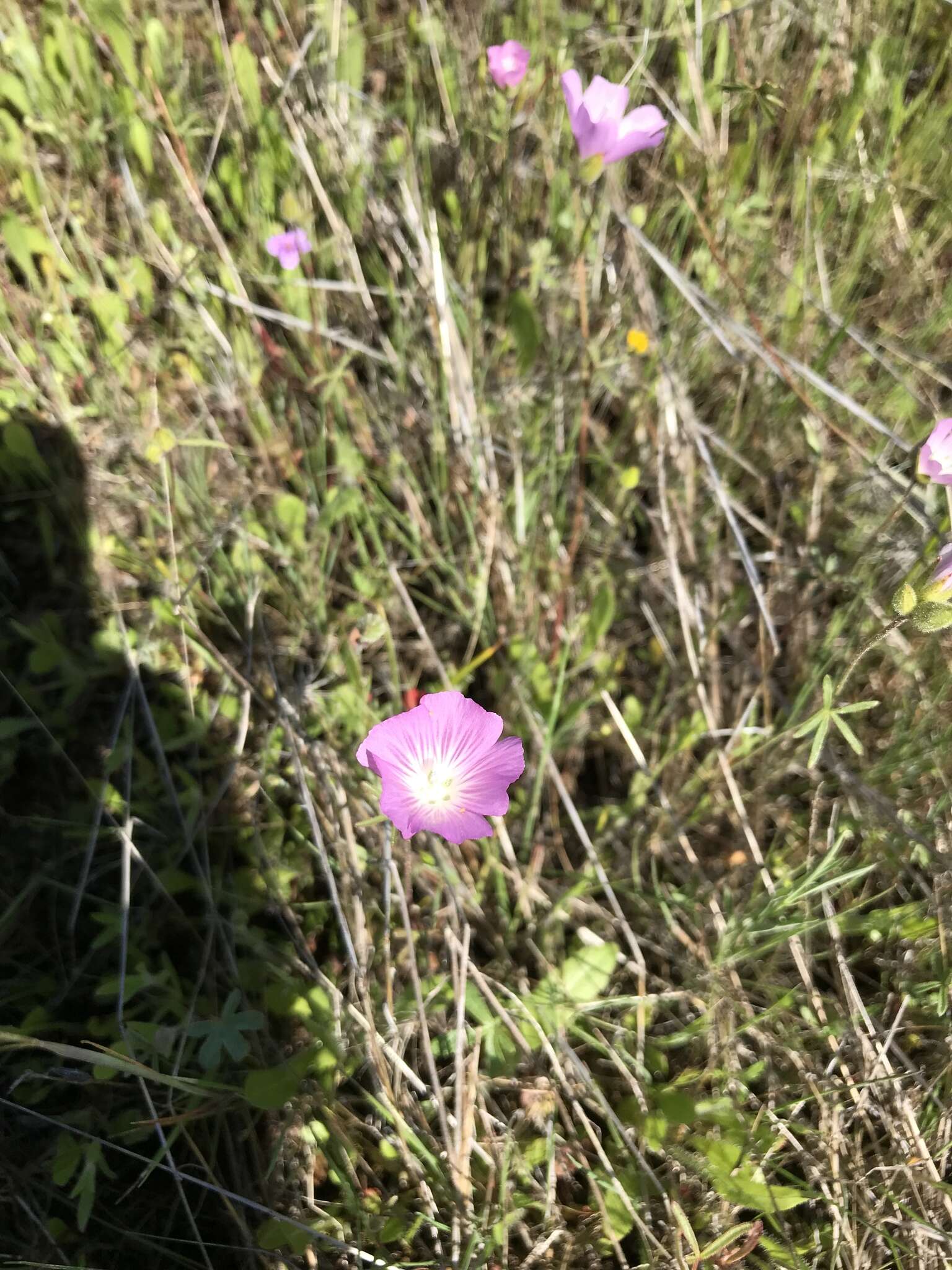 Imagem de Sidalcea calycosa M. Jones