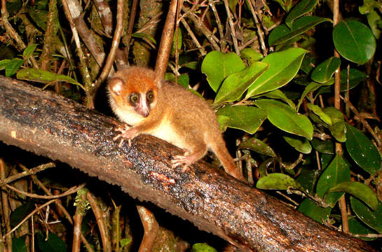 Image of Brown Mouse Lemur