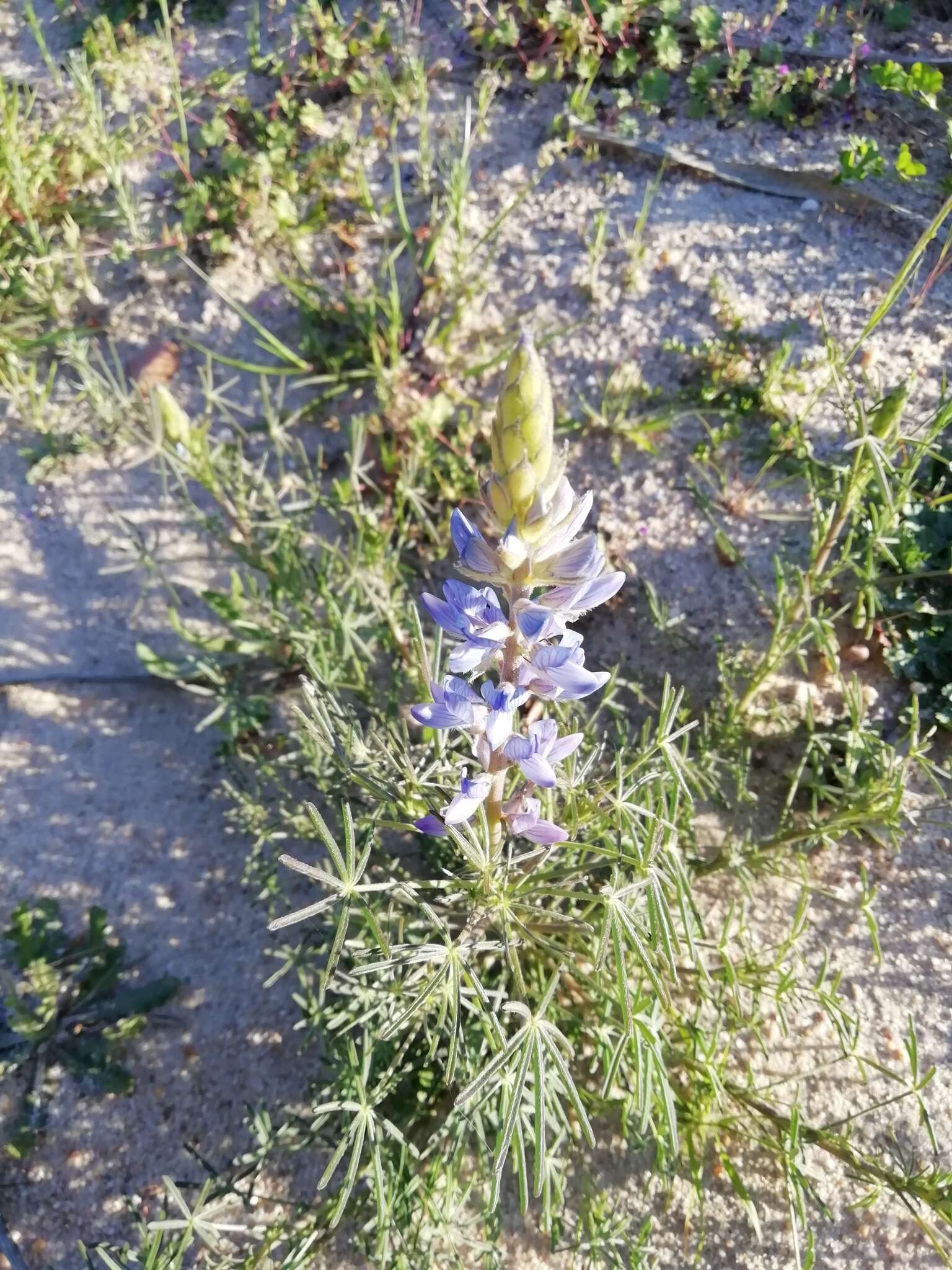 Image of narrowleaf lupine