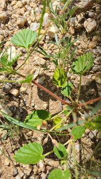 Imagem de Monsonia umbellata Harv.