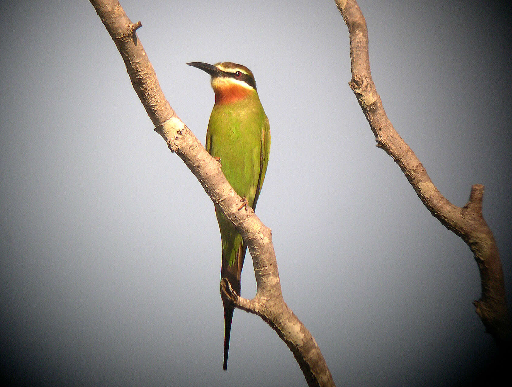 Image of Blue-cheeked Bee-eater