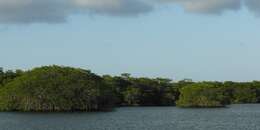 Image of red mangrove