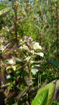 Image of swamp lousewort