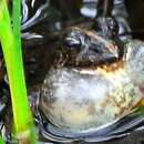 Image of Montane Frog