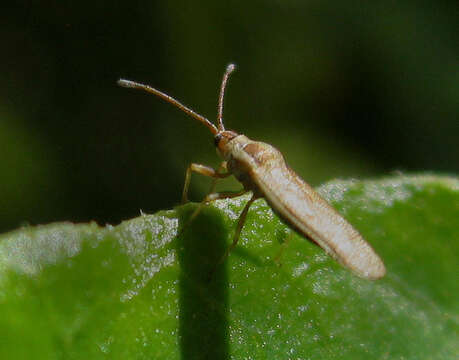 Image of Plerochila australis (Distant 1904)