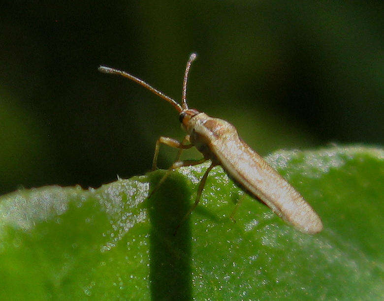 Image of Plerochila australis (Distant 1904)