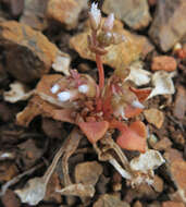 Слика од Claytonia rubra subsp. rubra