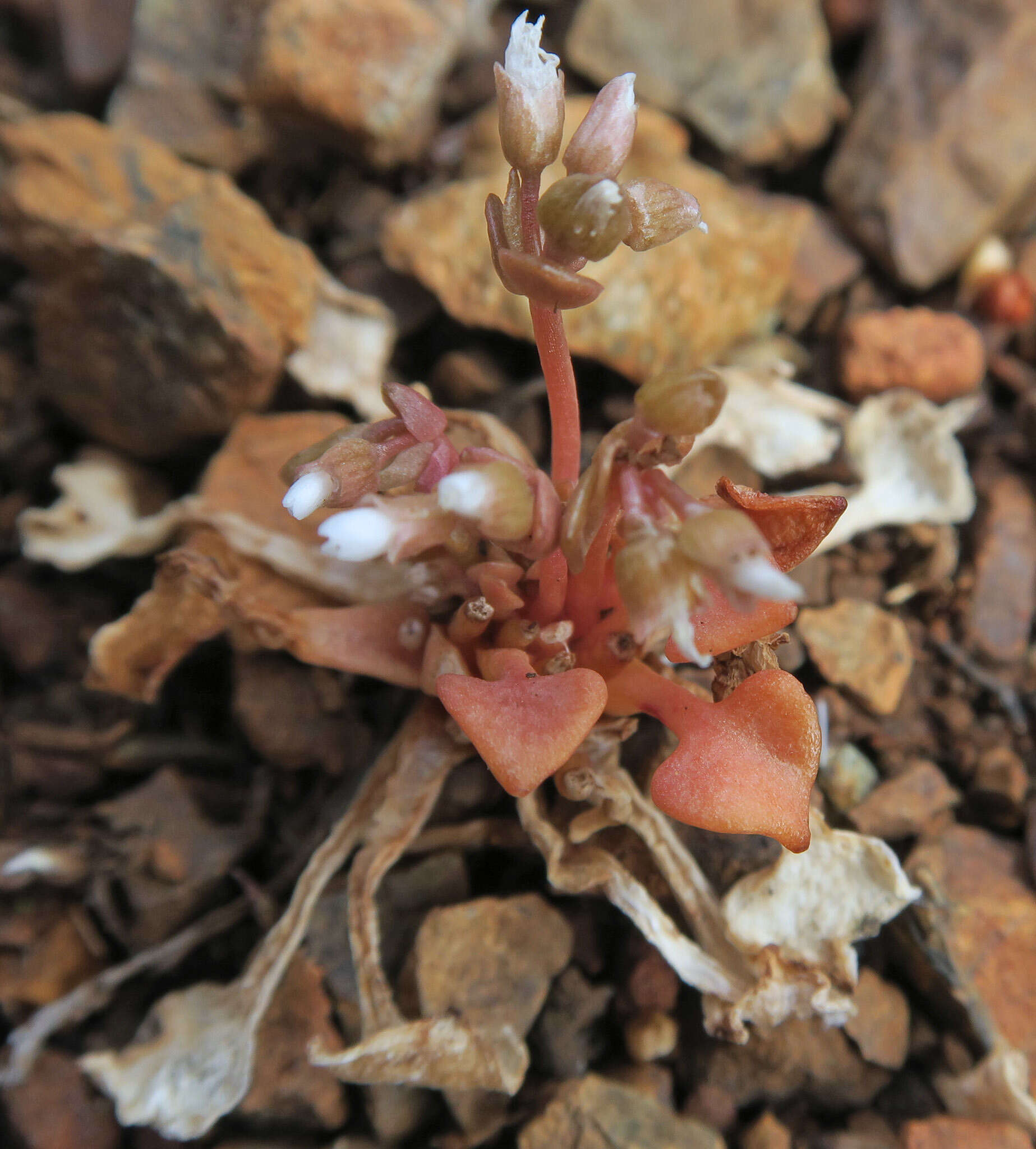 Слика од Claytonia rubra subsp. rubra