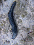 Holothuria (Mertensiothuria) leucospilota (Brandt 1835) resmi