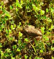 Image of Tandy's Sand Frog