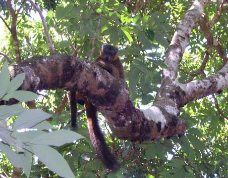 Image of Collared Brown Lemur