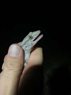 Image of American Wall Gecko