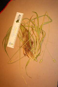 Слика од Carex cephaloidea (Dewey) Dewey ex Boott