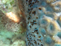 Image of Honeycomb coral